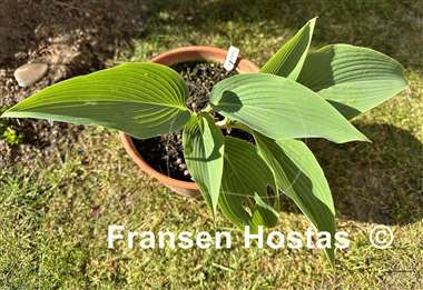 Hosta Feathervane